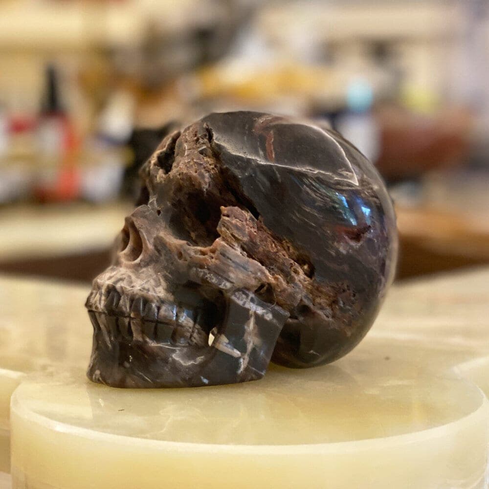 Petrified Wood Skull