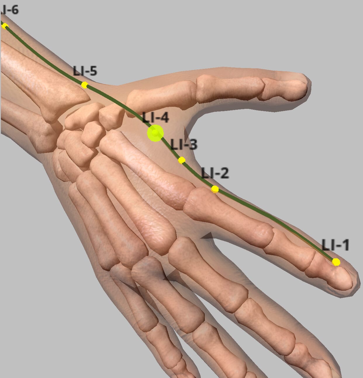 Anatomical hand illustration with bones showing large intestine meridian points LI-1 through LI-6 marked in yellow
